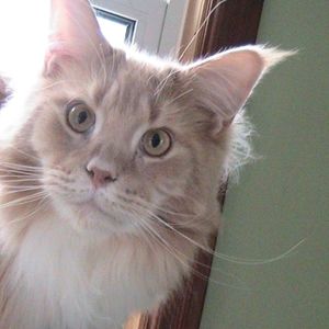 Meet your Posher, Susan